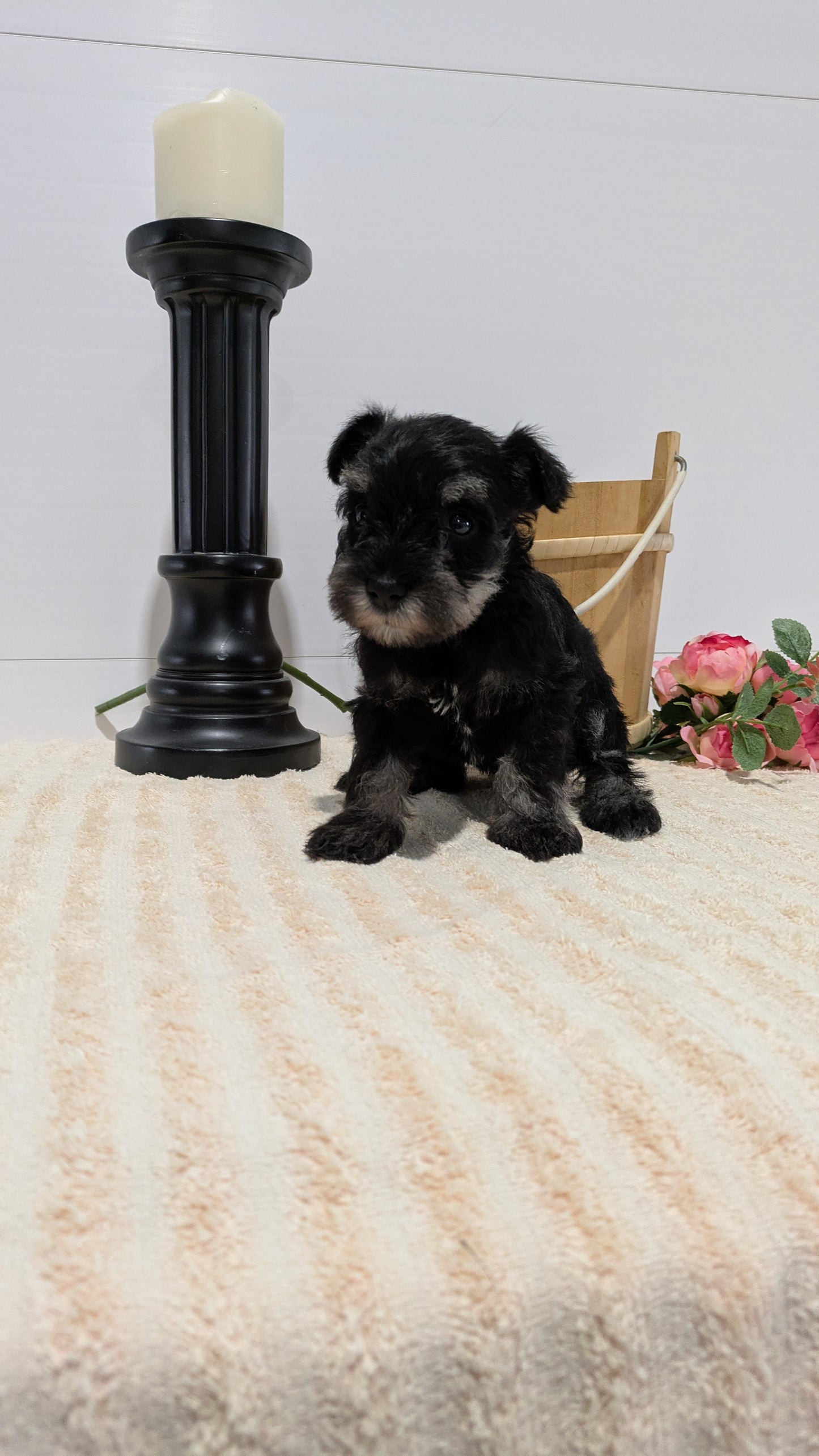 MINI SCHNAUZER (02/18) FEMALE