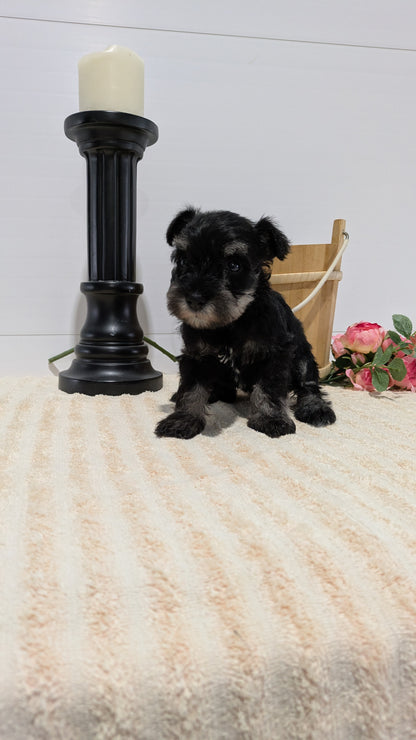 MINI SCHNAUZER (02/18) FEMALE