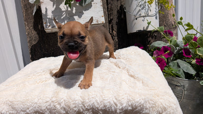 FRENCH BULLDOG (05/07) MALE