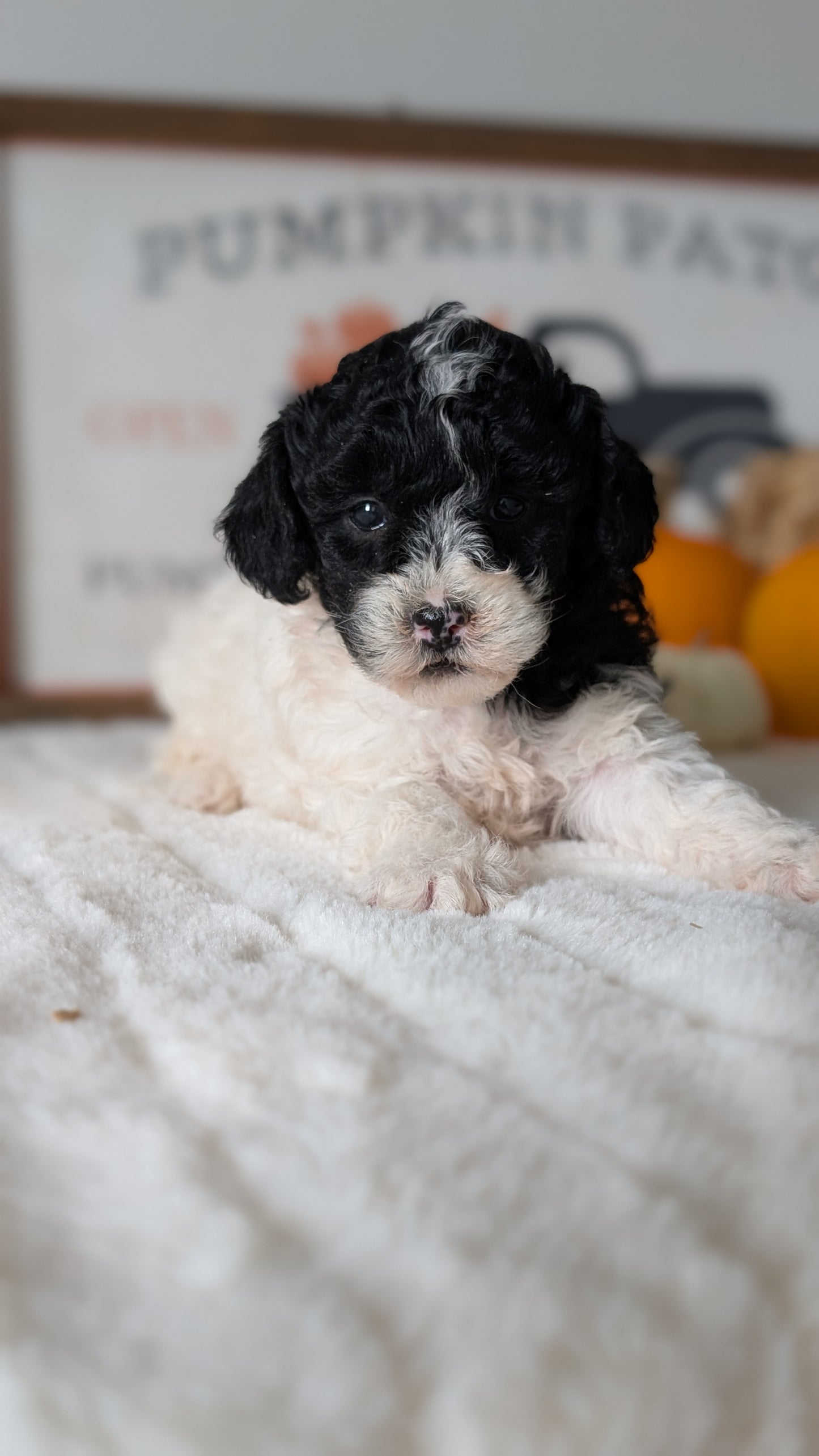 MINI POODLE (09/12) FEMALE