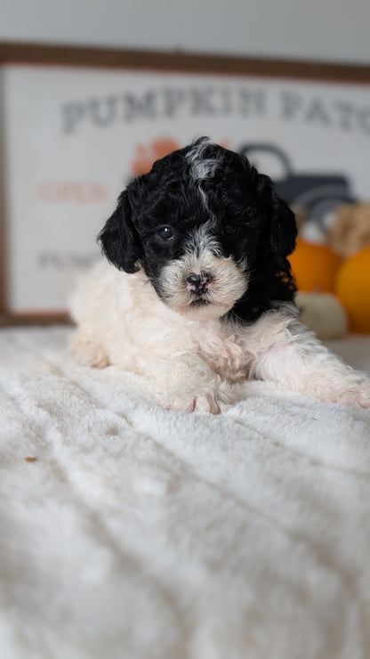 MINI POODLE (09/12) FEMALE
