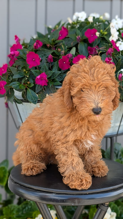 TOY POODLE (MAY 26) MALES