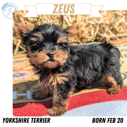 YORKSHIRE TERRIER (02/20) MALE