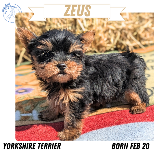 YORKSHIRE TERRIER (02/20) MALE