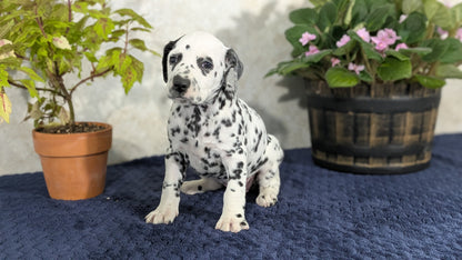 DALMATIAN (02/14) FEMALE