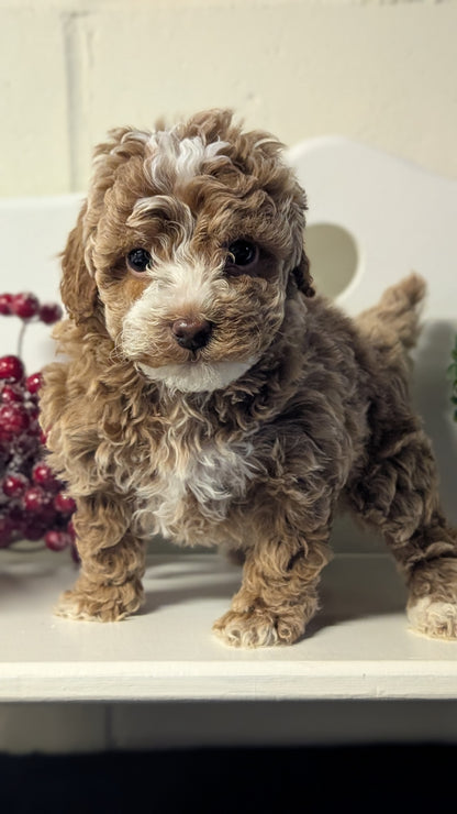 MINI POODLE (NOV 18) FEMALES