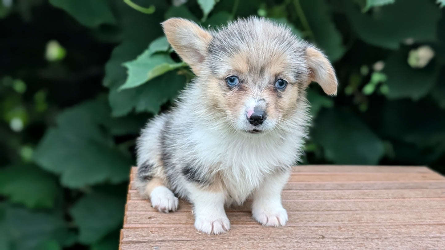 CORGI (JUN 22) FEMALE