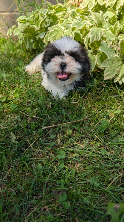 SHIH TZU (05/17) MALE