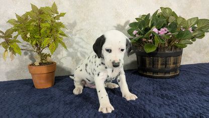 DALMATIAN (02/14) MALE