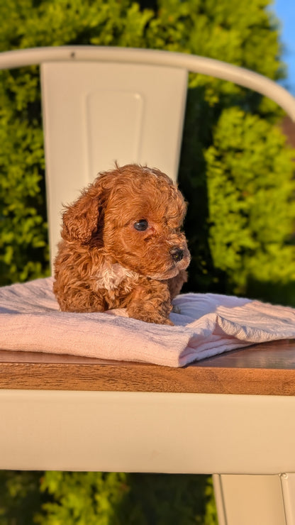 MINI POODLE (MAY 12) FEMALES