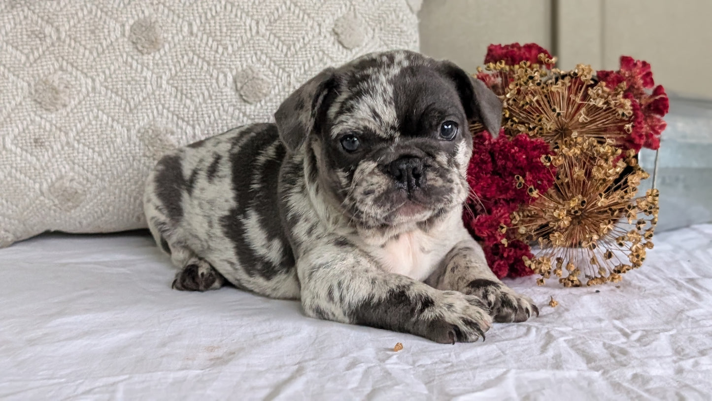 FRENCH BULLDOG (MAY 27) MALES
