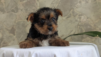 YORKSHIRE TERRIER (APR 26) FEMALES