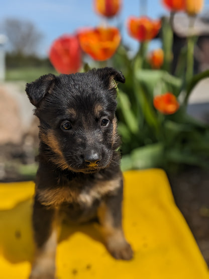 GERMAN SHEPHERD (03/15) FEMALE