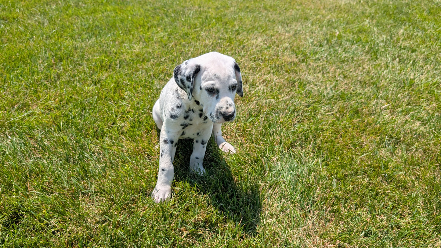 DALMATIAN (06/09) MALE