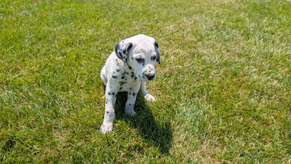 DALMATIAN (06/09) MALE