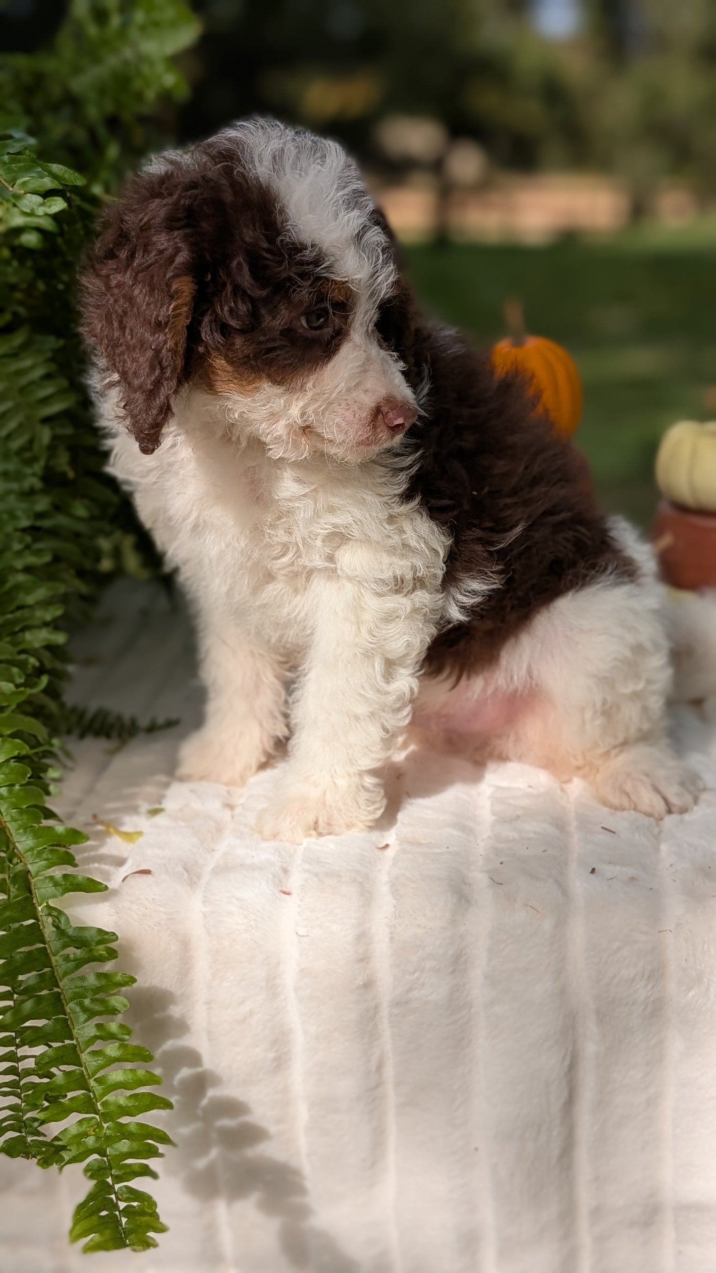 MINI BERNEDOODLE (08/06) MALE