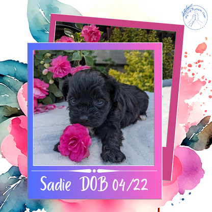 SHIH-POO (04/22) FEMALE