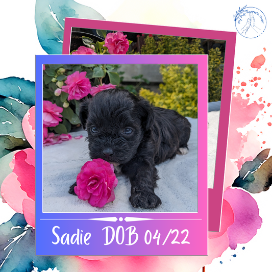 SHIH-POO (04/22) FEMALE