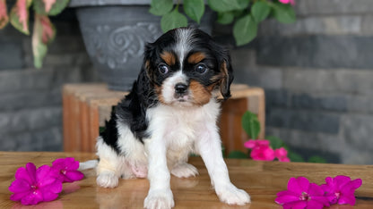 CAVALIER (JUL 18) 3 FEMALES/2 MALES