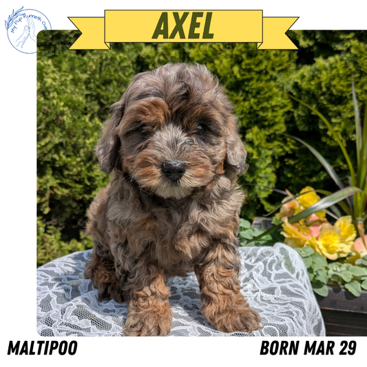 MALTIPOO (03/29) MALE