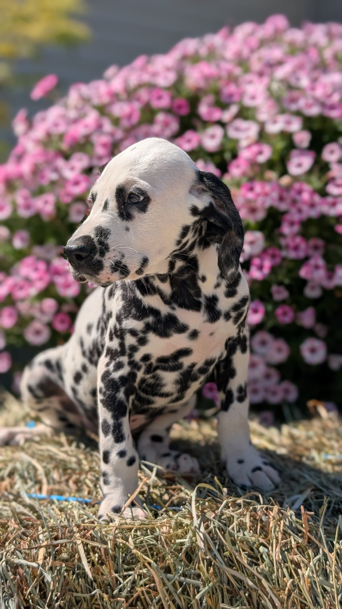 DALMATIAN (JUN 29) MALES