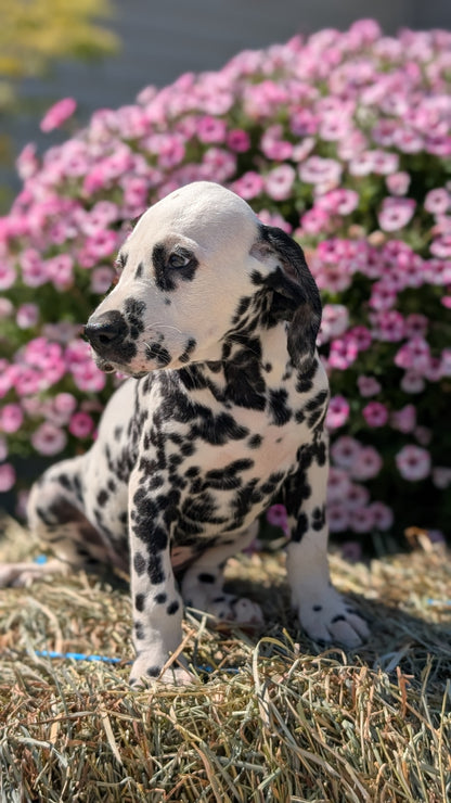 DALMATIAN (JUN 29) MALES