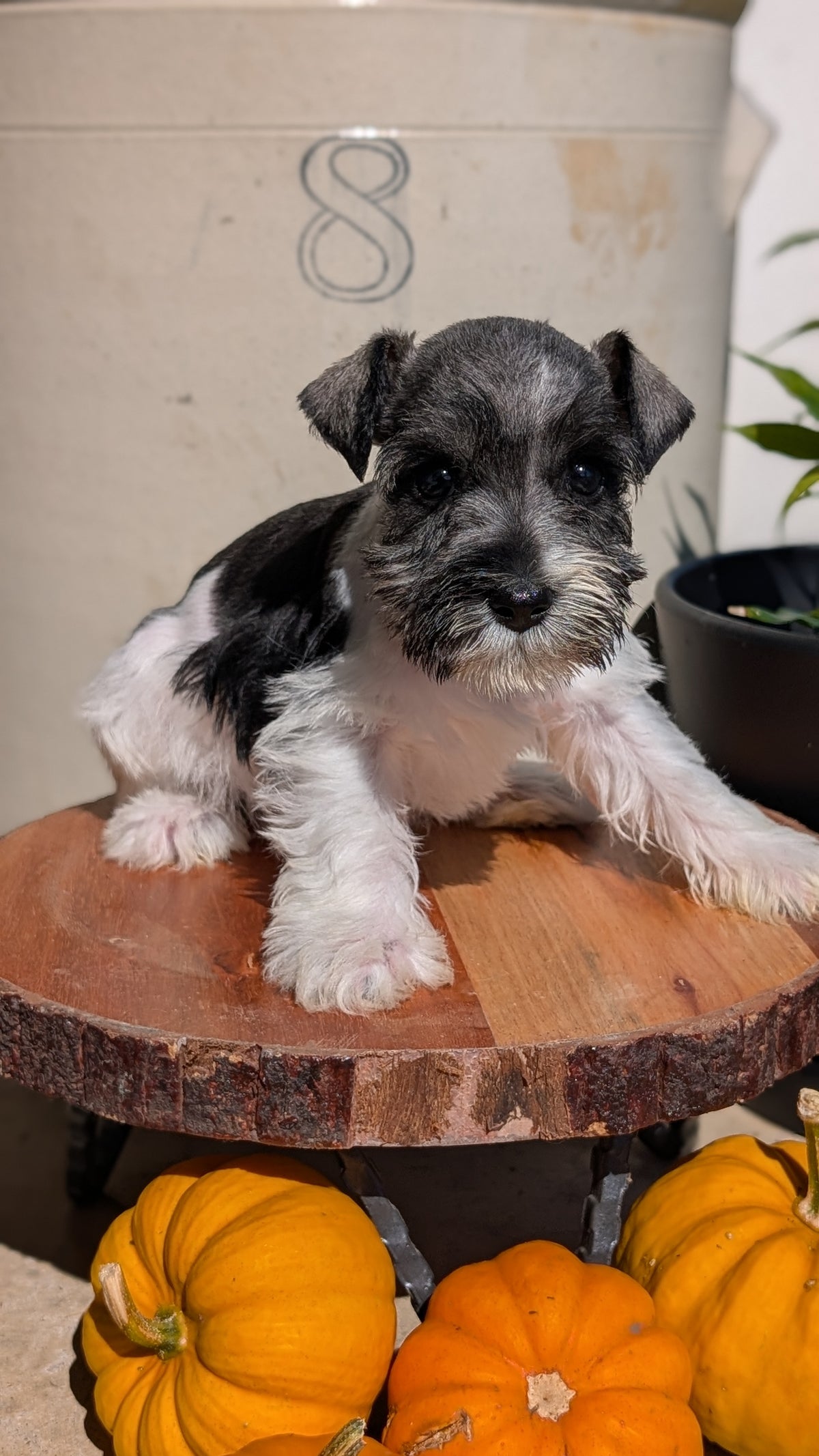 MINI SCHNAUZER (AUG 24) 8 FEMALES