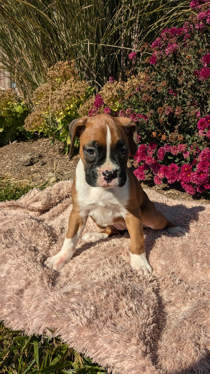 BOXER (09/08) FEMALE