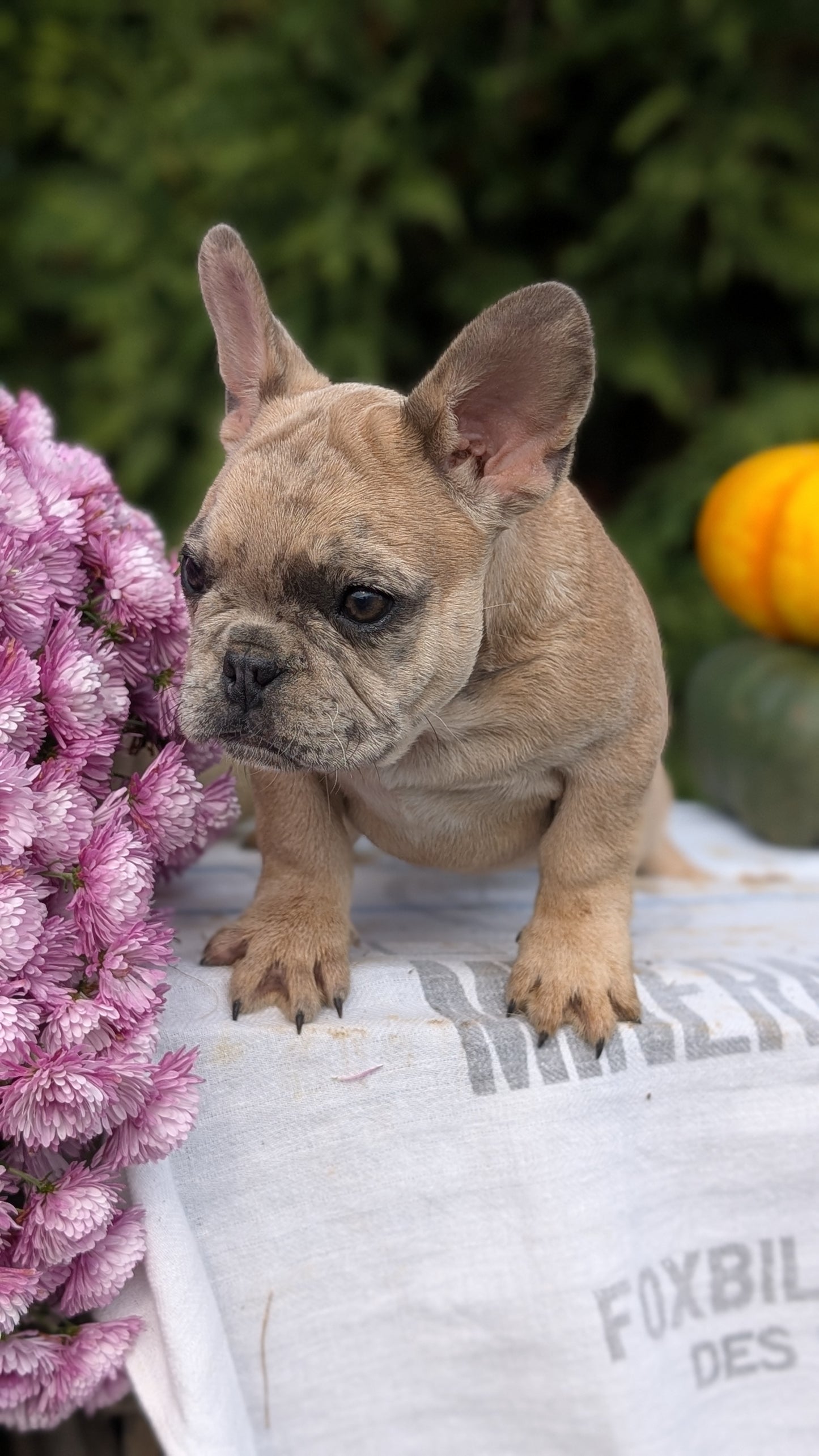FRENCH BULLDOG (07/15) MALE