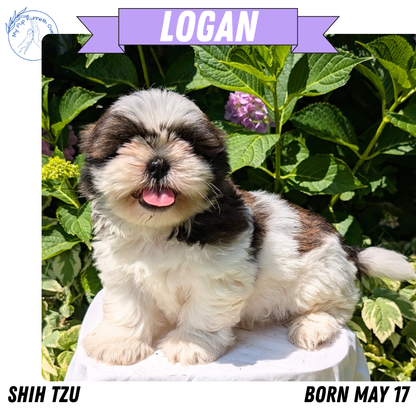 SHIH TZU (05/17) MALE