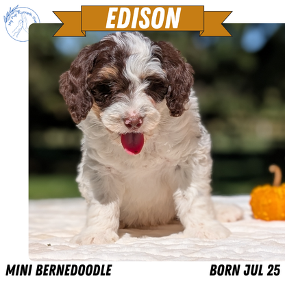 MINI BERNEDOODLE (07/25) MALE