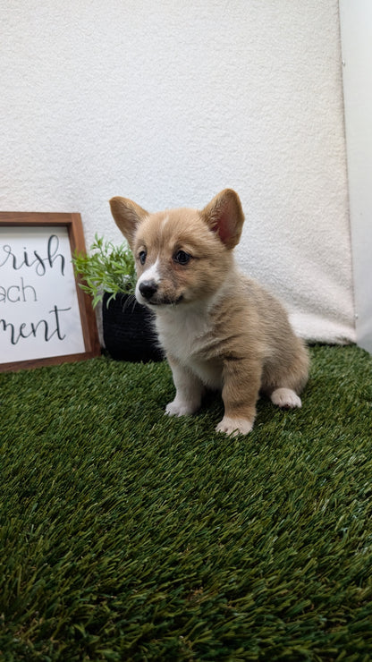 CORGI (07/10) FEMALE