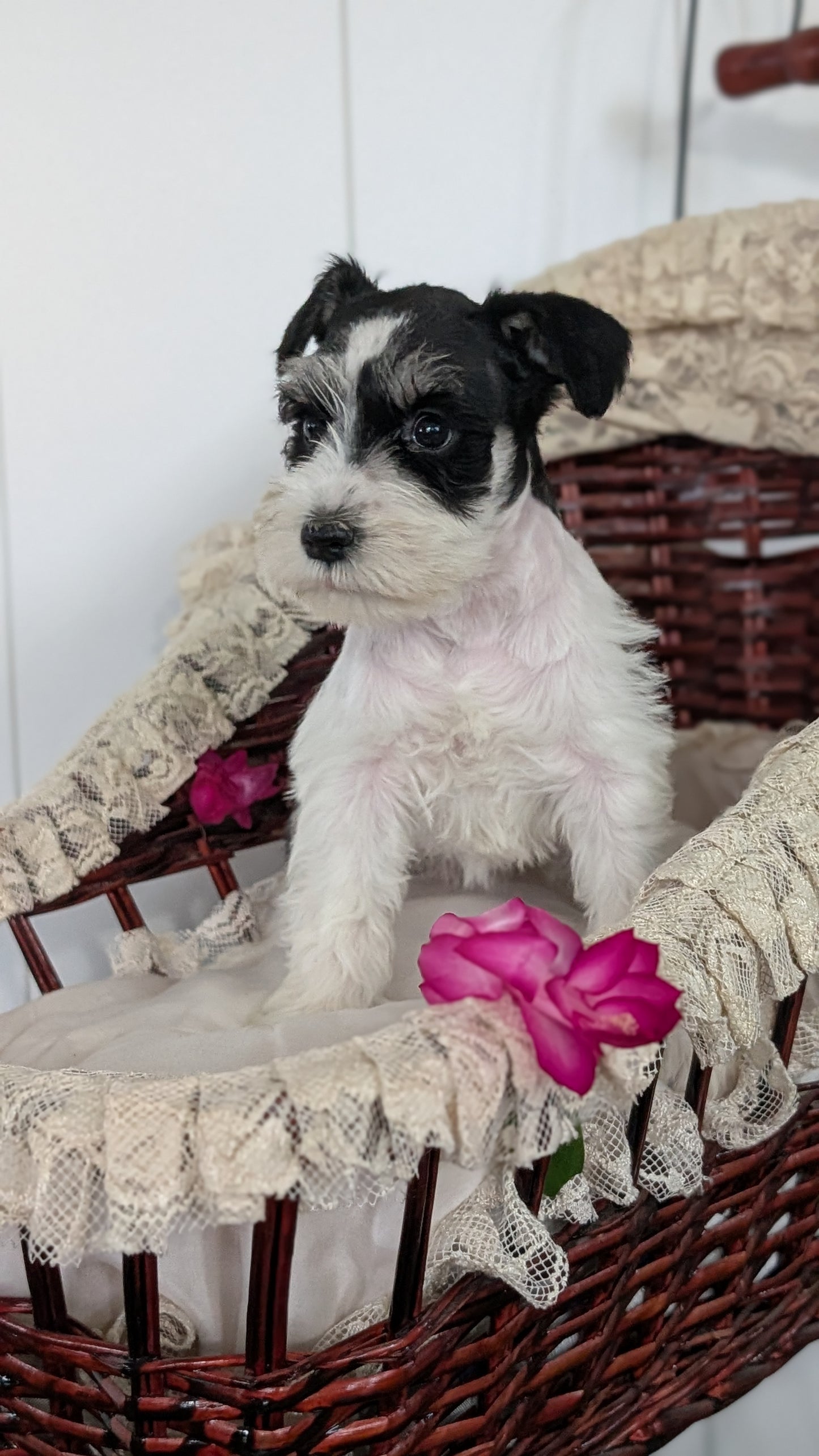 MINI SCHNAUZER (JAN 10) FEMALES