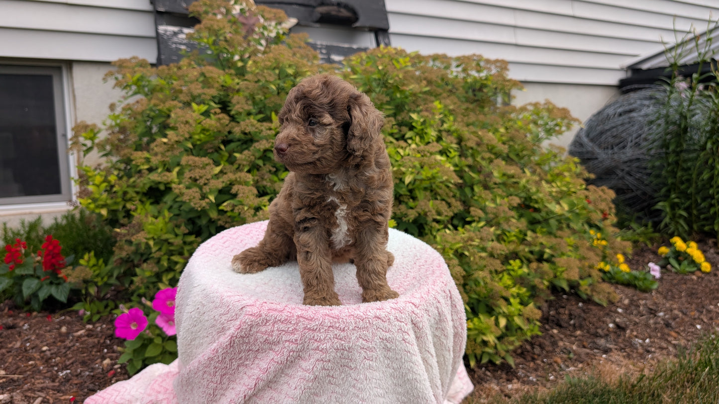 MINI POODLE (06/07) FEMALE