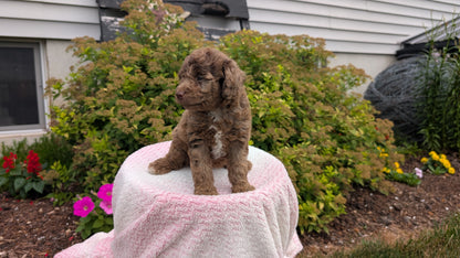 MINI POODLE (06/07) FEMALE