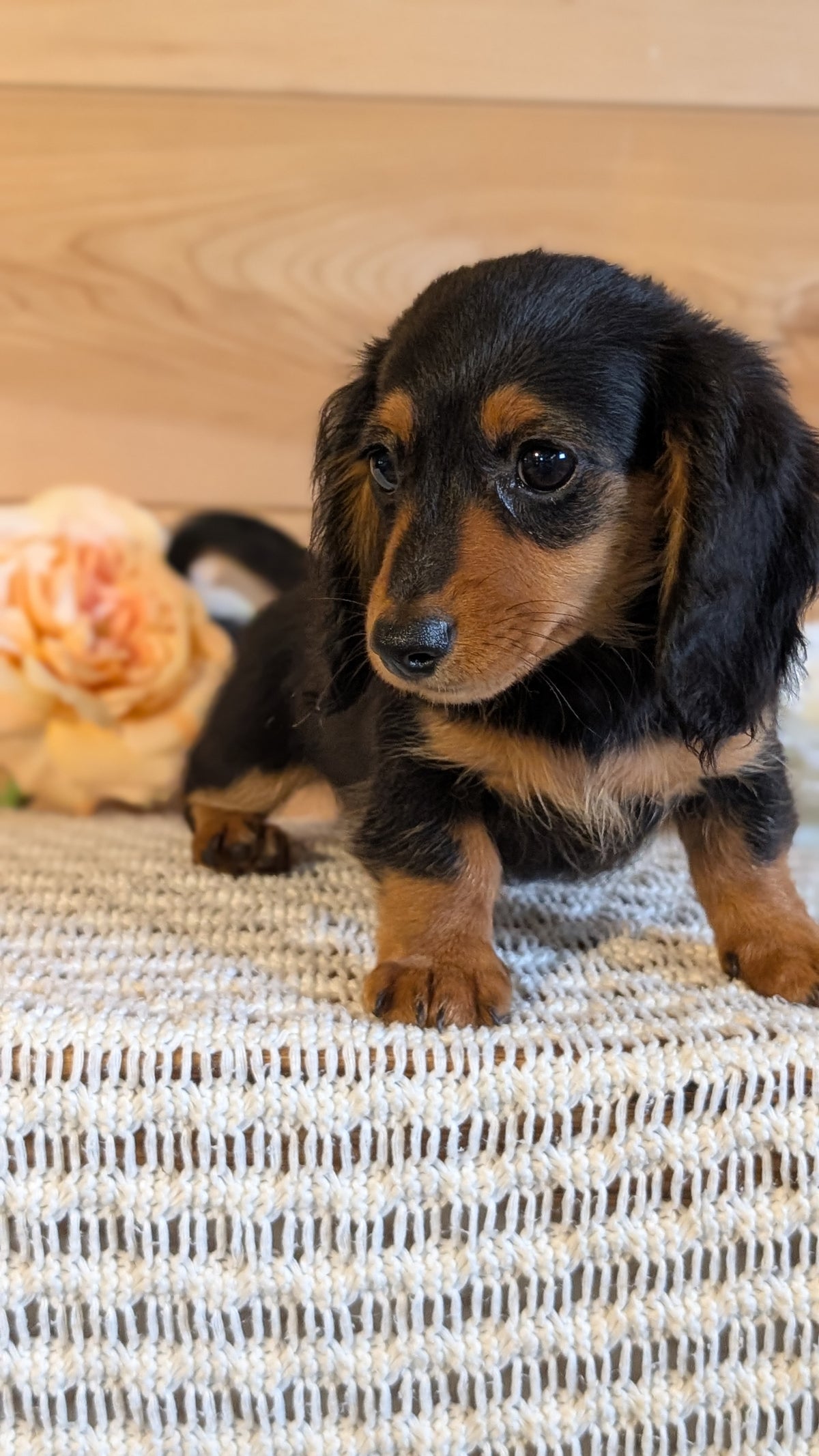 MINI DACHSHUNDS (JUL 05) 2 MALES/2 FEMALES