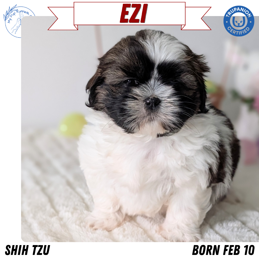 SHIH TZU (FEB 10) FEMALES