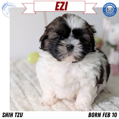 SHIH TZU (FEB 10) FEMALES