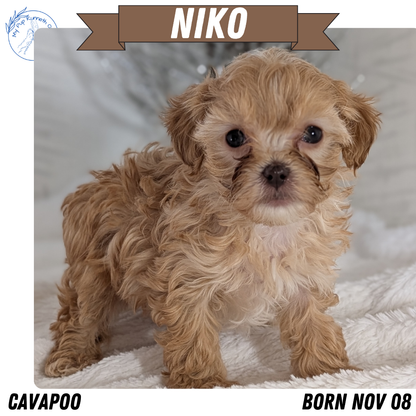 CAVAPOO (NOV 08) MALES