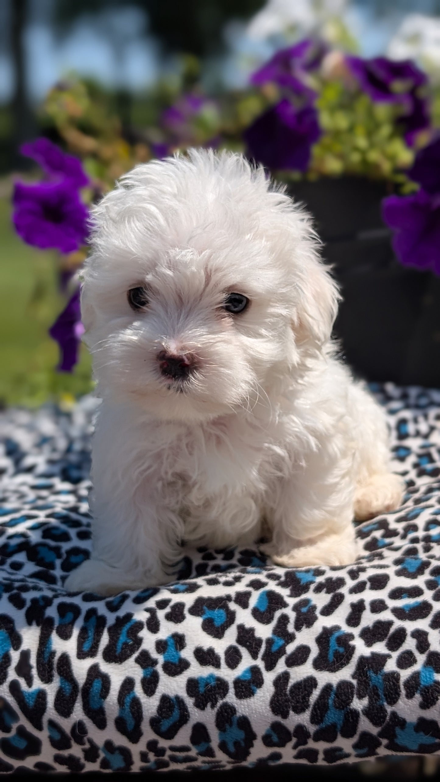 MALTESE (JUN 13) MALE