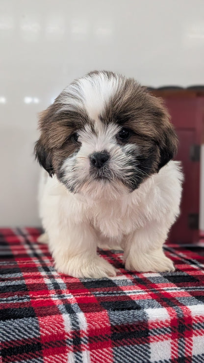 SHIH TZU (DEC 10) MALES