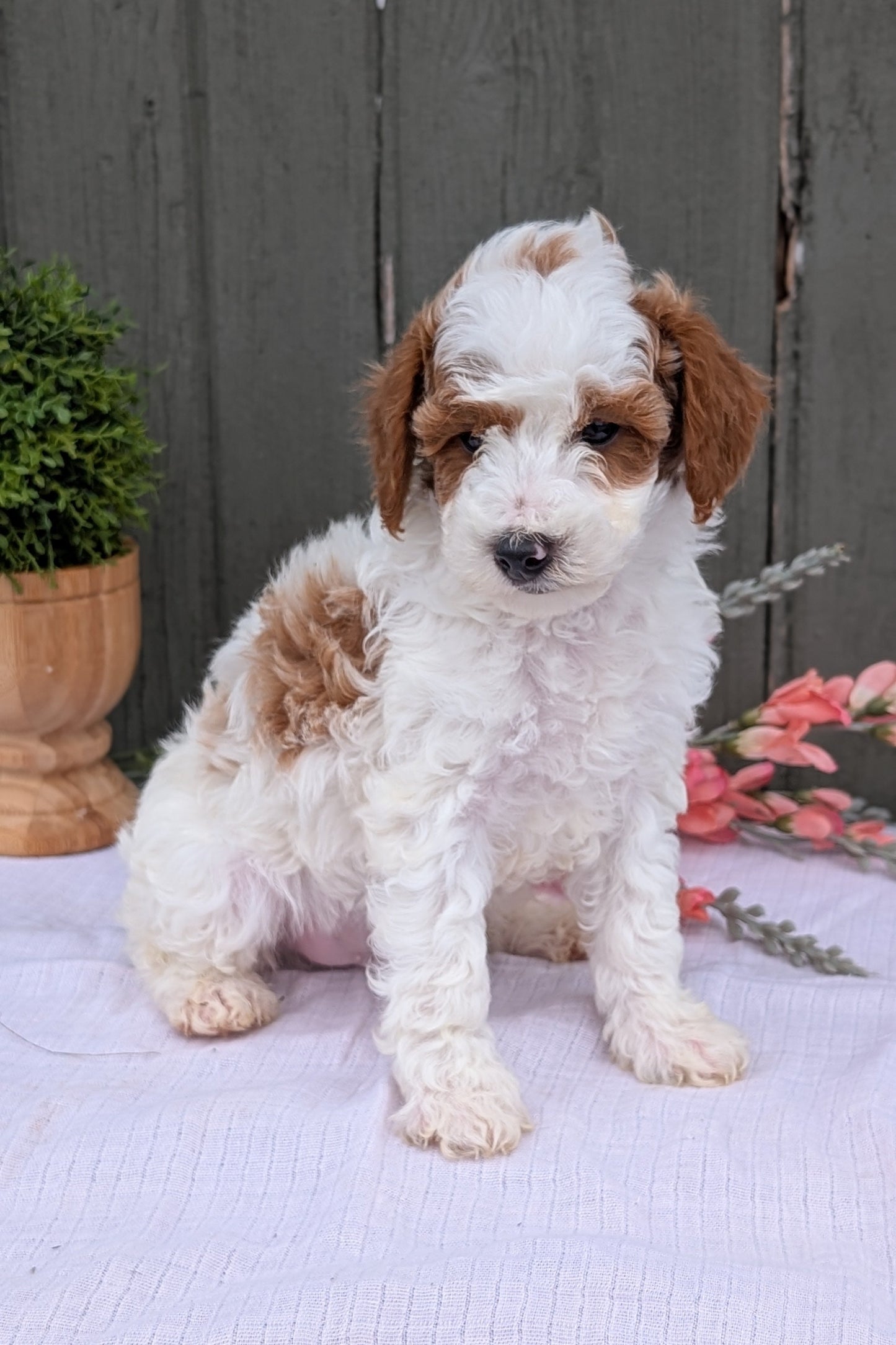 MINI POODLE (MAY 08) MALES