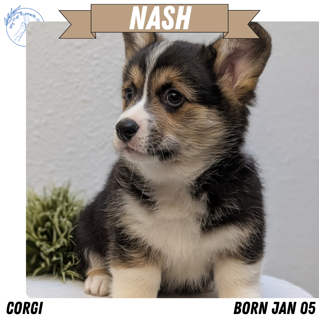 CORGI (JAN 05) MALES