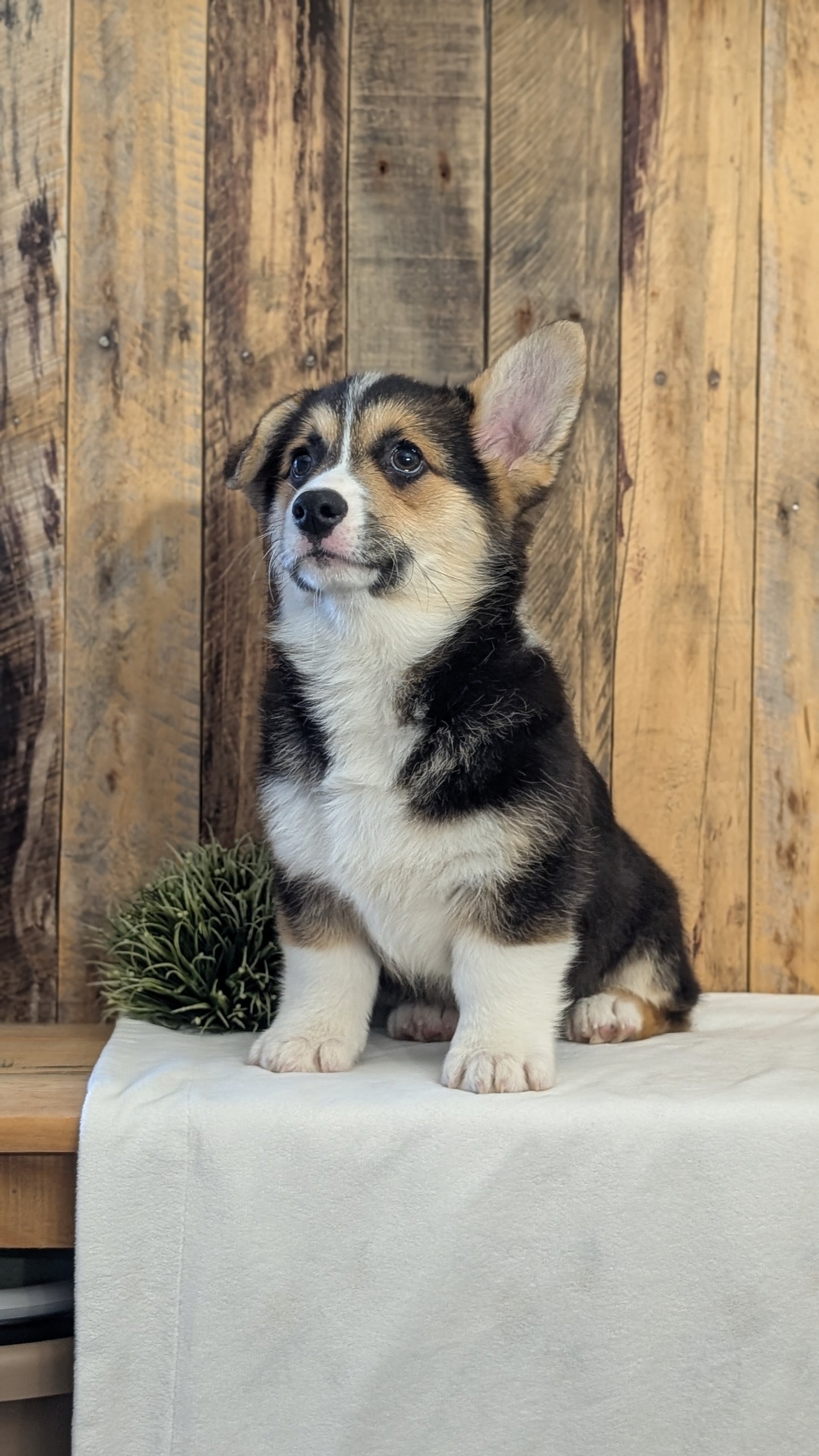 CORGI (JAN 05) MALES