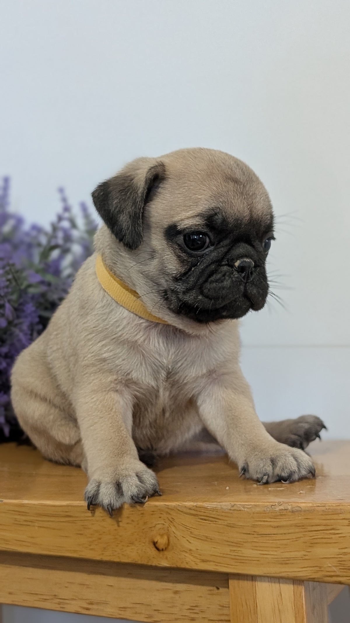 PUG (SEP 12) 4 MALES/1 FEMALE