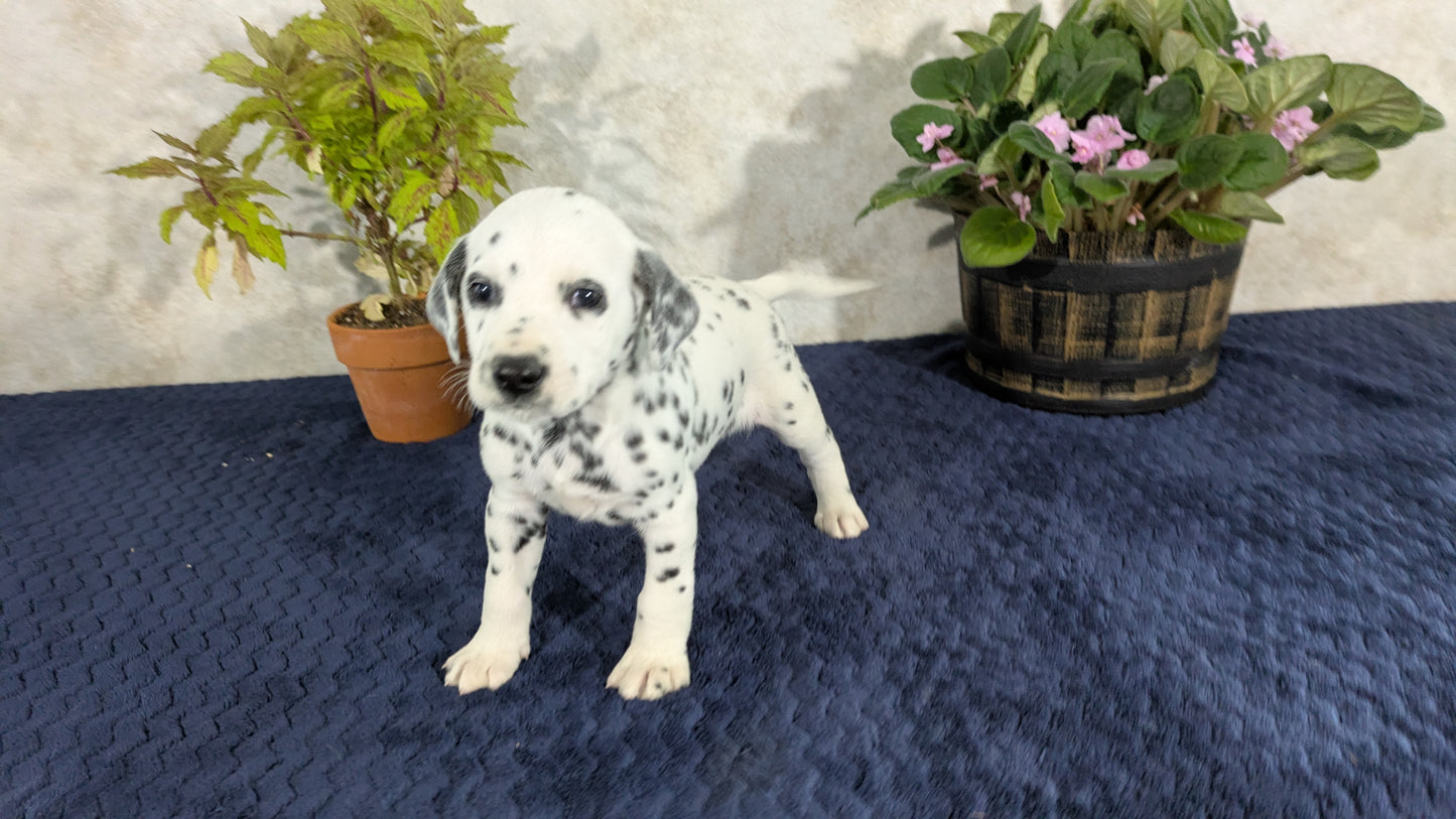 DALMATIAN (02/14) MALE