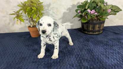DALMATIAN (02/14) MALE