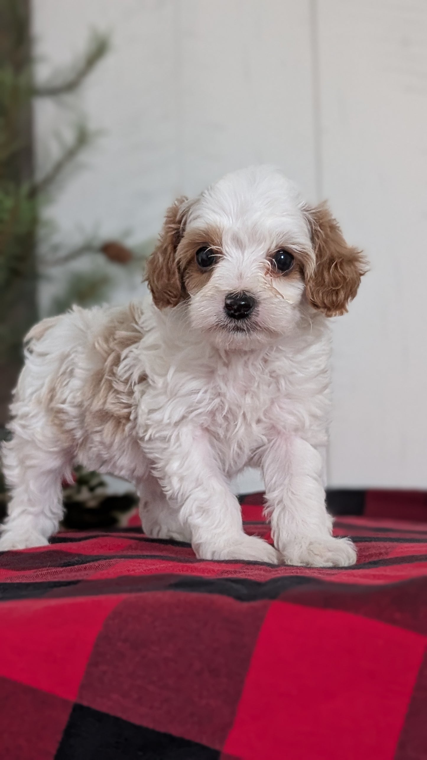 CAVAPOO (OCT 27) FEMALES
