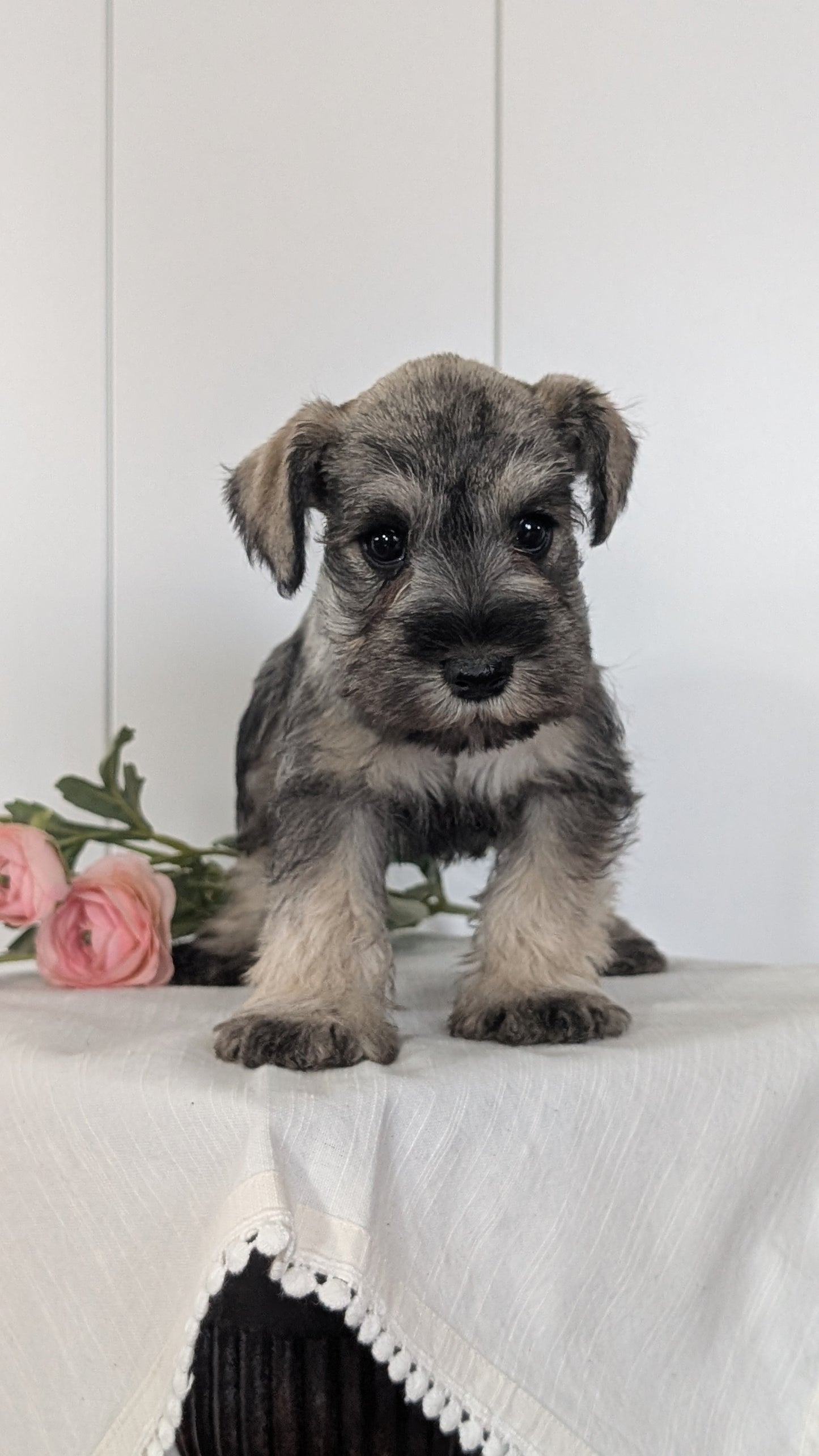 MINI SCHNAUZER (JAN 14) FEMALES