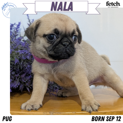 PUG (SEP 12) 4 MALES/1 FEMALE